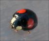 Harmonia axyridis