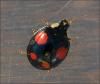 Harmonia axyridis