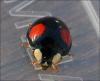 Harmonia axyridis