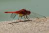 117804 – Photo : Jean-Claude Jamoulle – Oman