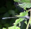 117081 – Photo : Fools – France (56)