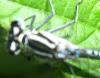 Coenagrion sp.