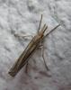117030 – Photo : Corinne Petitcolin – France (17)
