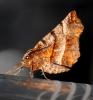 117756 – Photo : Sylvie Berthe – France (28)