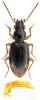 117439 – Photo : Piezo – France (80)