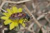 117042 – Photo : Lionel Casset – Maroc