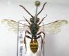 117051 – Photo : Arthropa - Benoit Martha – France (18)