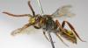 117054 – Photo : Arthropa - Benoit Martha – France (18)