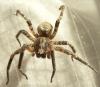 Zoropsis spinimana