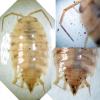 Philoscia muscorum