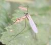 Tricyphona immaculata