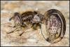 117641 – Photo : Jean-Philippe Sanquer – France (29)