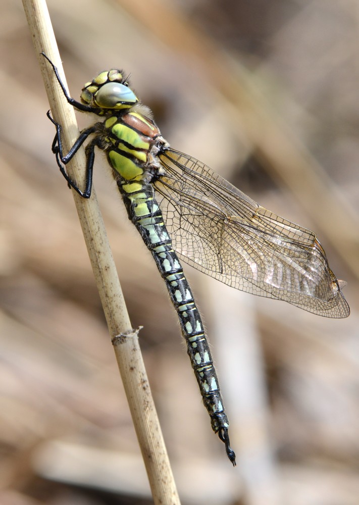 Antoine Guibentif - Brachytron pratense - réf. 117230 (711 x 1000 pixels, 146 ko)