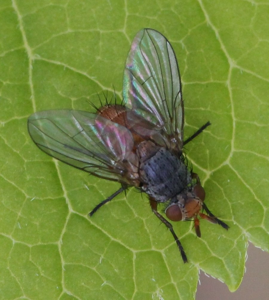 Renko Usami - Ceromya bicolor - réf. 117473 (901 x 1004 pixels, 127 ko)