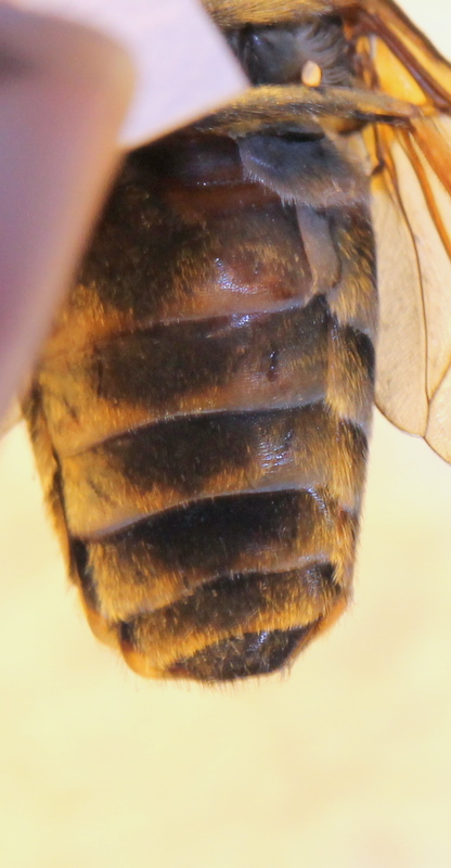 clovis - Tabanus sudeticus - réf. 117560 (416 x 800 pixels, 156 ko)