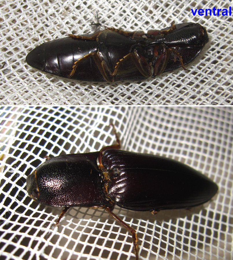 Tonton - Lanelater fuscipes - réf. 117069 (806 x 900 pixels, 206 ko)