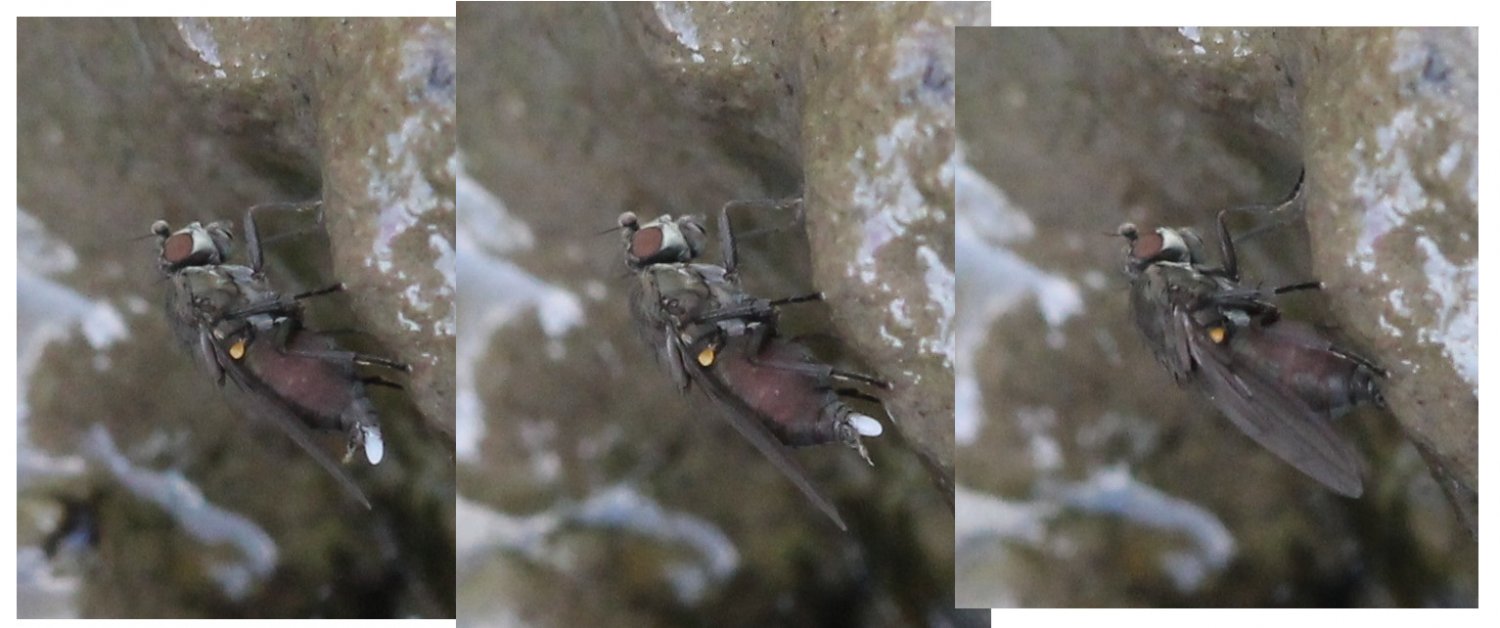 Renko Usami - Limosininae inconnu - réf. 117665 (1500 x 628 pixels, 120 ko)