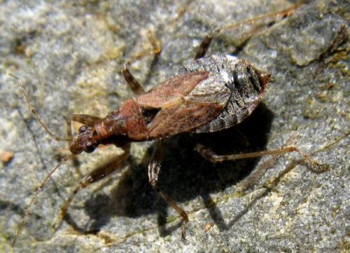 Réf. 118 565 : Himacerus mirmicoides