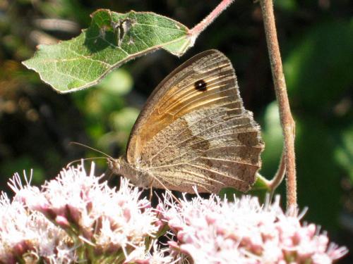 Maniola jurtina