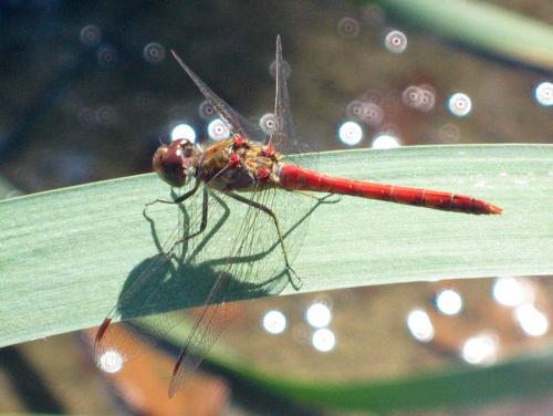 Sympetrum striolatum
