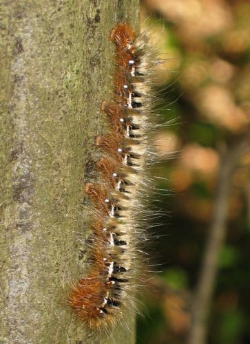Lasiocampa quercus