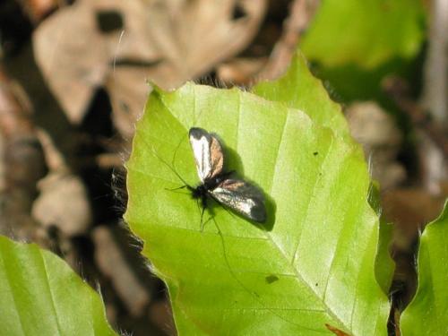 Adela reaumurella