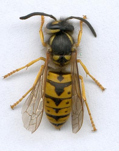 Vespula germanica