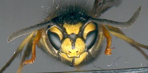 Vespula germanica