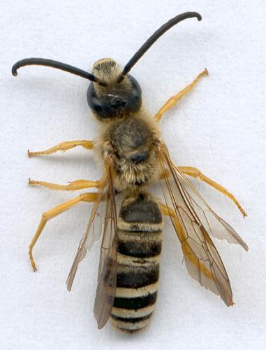 Halictus scabiosae