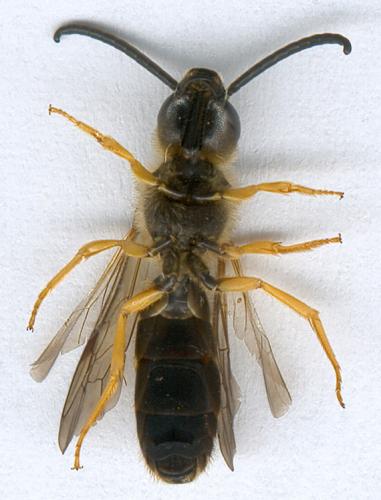 Halictus scabiosae