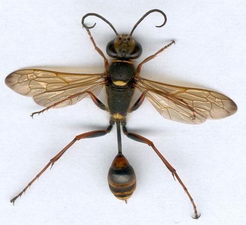 Réf. 118 745 : Sceliphron curvatum