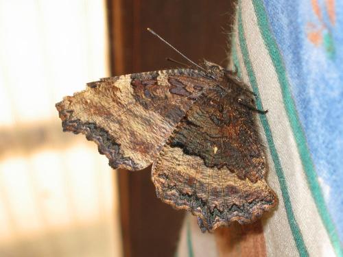 Nymphalis polychloros