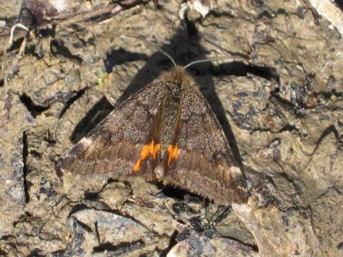 Boudinotiana notha