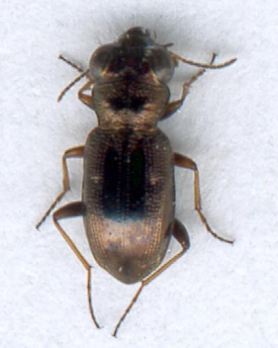Réf. 118 719 : Notiophilus rufipes