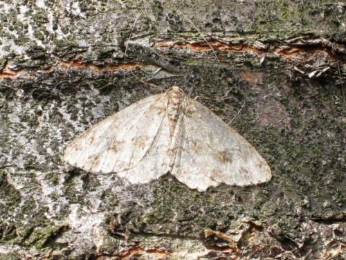 Ectropis crepuscularia