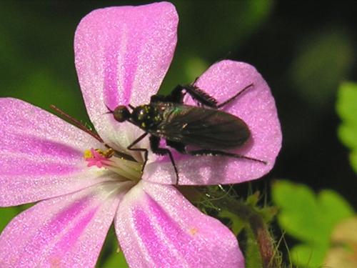 Empis pennipes