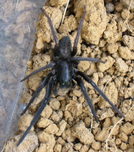 Réf. 118 722 : Segestria florentina