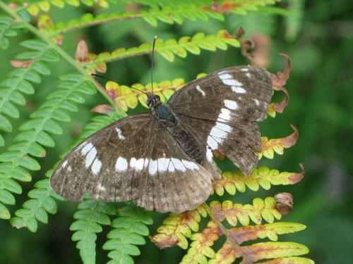 Réf. 118 724 : Limenitis camilla