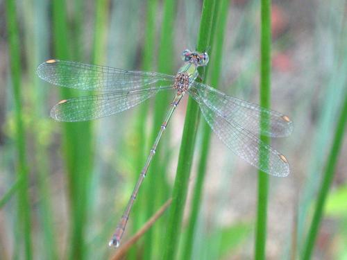 Chalcolestes viridis