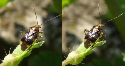 Liocoris tripustulatus