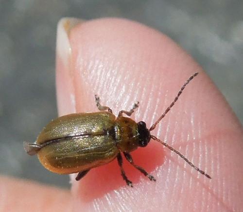 Réf. 118 783 : Lochmaea sp.