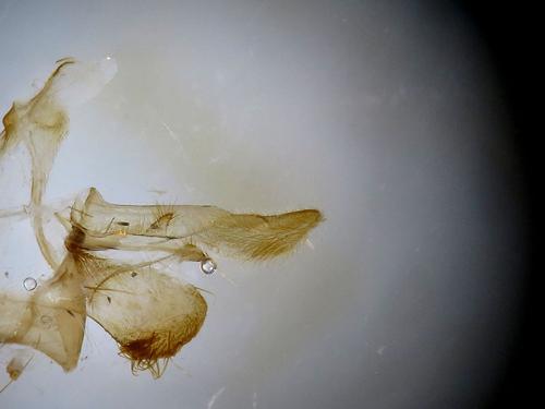 Réf. 118 133 : Cyclophora suppunctaria