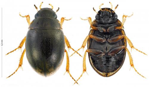 Laccobius obscuratus
