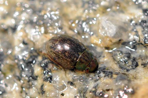 Laccobius obscuratus