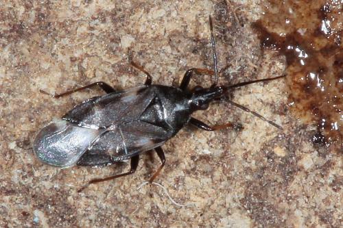 Temnostethus pusillus