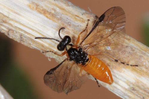Réf. 118 094 : Athalia cordata