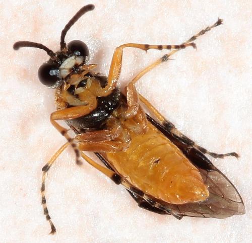 Réf. 118 227 : Athalia cordata