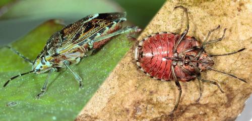 Réf. 118 118 : Holcogaster fibulata