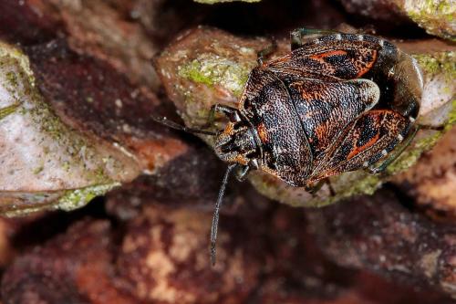Réf. 118 117 : Holcogaster fibulata