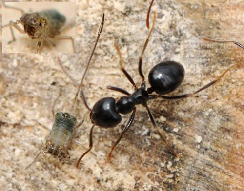 Stomaphis sp.